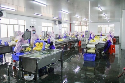 菠蘿的海不一般，徐聞果香引客來(lái)